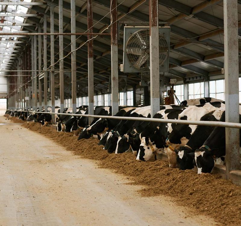 dairy-farm-with-herd-of-cows-resize.jpg
